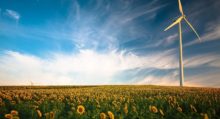 champ de tournesol